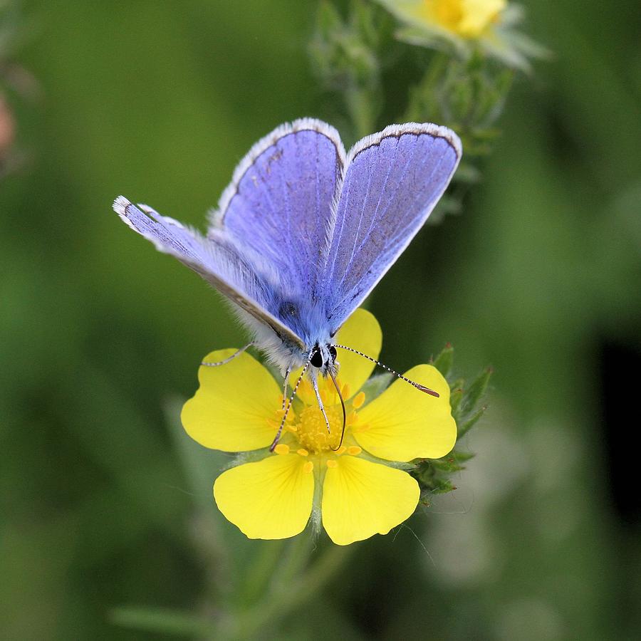European Common Blue Butterfly On Yellow Flower Photograph by Doris Potter