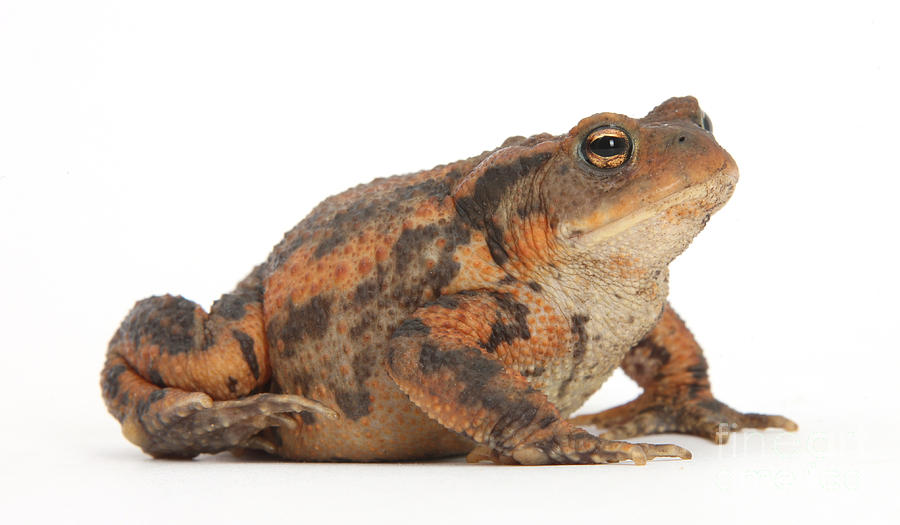 European Common Toad Photograph by Mark Taylor