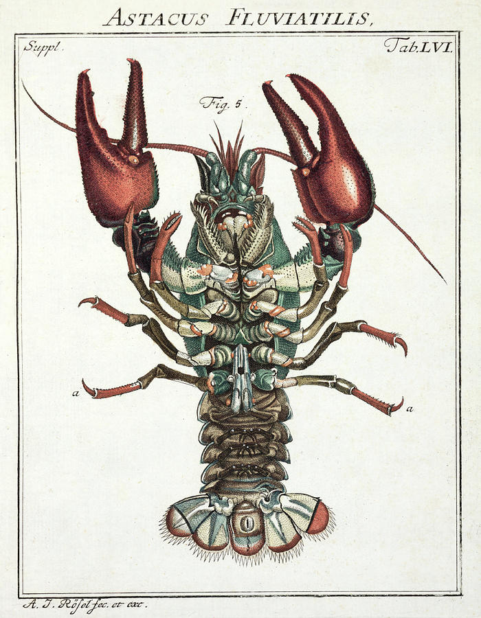 European Crayfish Photograph by Natural History Museum, London/science Photo Library