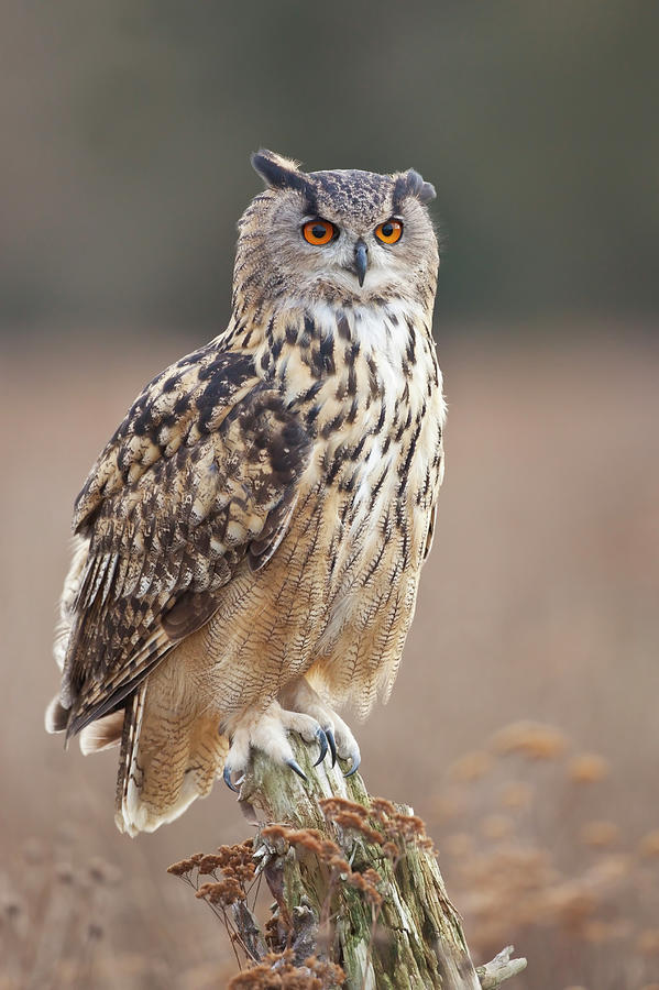 European Eagle Owl Bubo Bubo On Post by Nick Cable