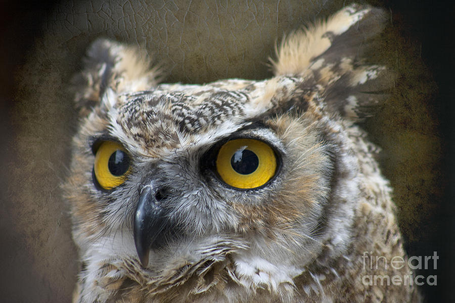 European Eagle Owl Photograph by Carole Lloyd