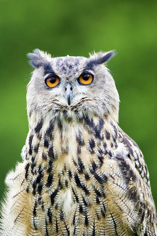 European Eagle Owl Photograph by John Devries/science Photo Library