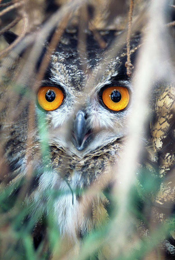 European Eagle Owl Photograph by Mauro Fermariello/science Photo Library