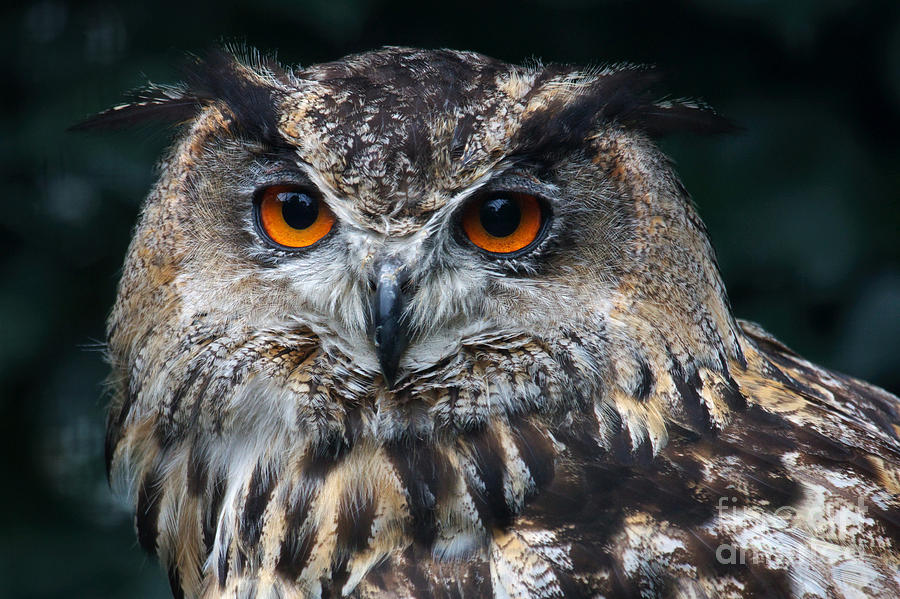 European Eagle Owl  Photograph by Nick  Biemans