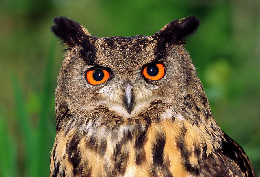 Wildlife Photograph - European Eagle Owl by Nigel Downer