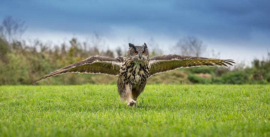 European eagle owl running Photograph by Images from BarbAnna