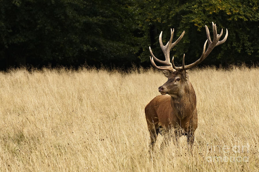 Bull Elk Photograph by Inge Riis McDonald