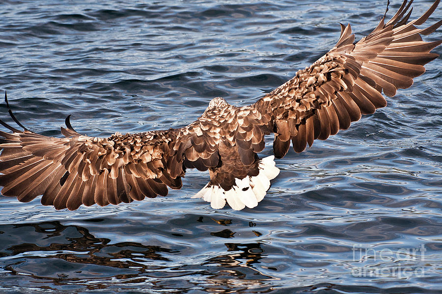 European Fishing Sea Eagle 1 Photograph by Heiko Koehrer-Wagner