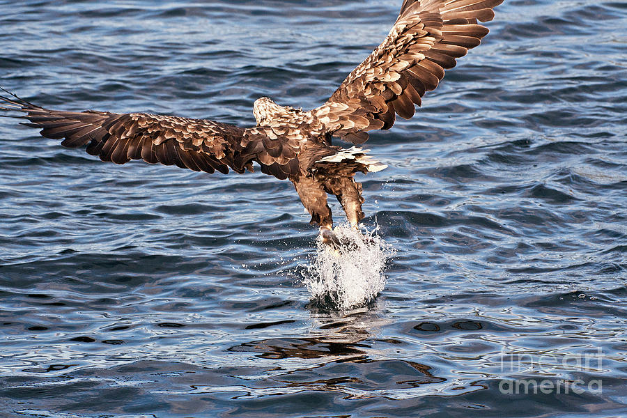European Fishing Sea Eagle 2 Photograph by Heiko Koehrer-Wagner