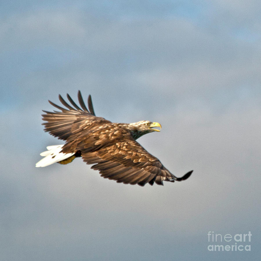 European Flying Sea Eagle 3 Photograph by Heiko Koehrer-Wagner