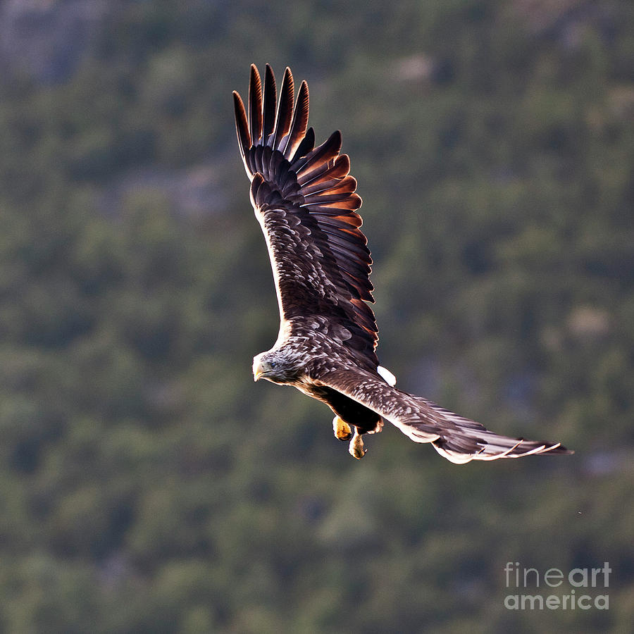 European Flying Sea Eagle 4 Photograph by Heiko Koehrer-Wagner