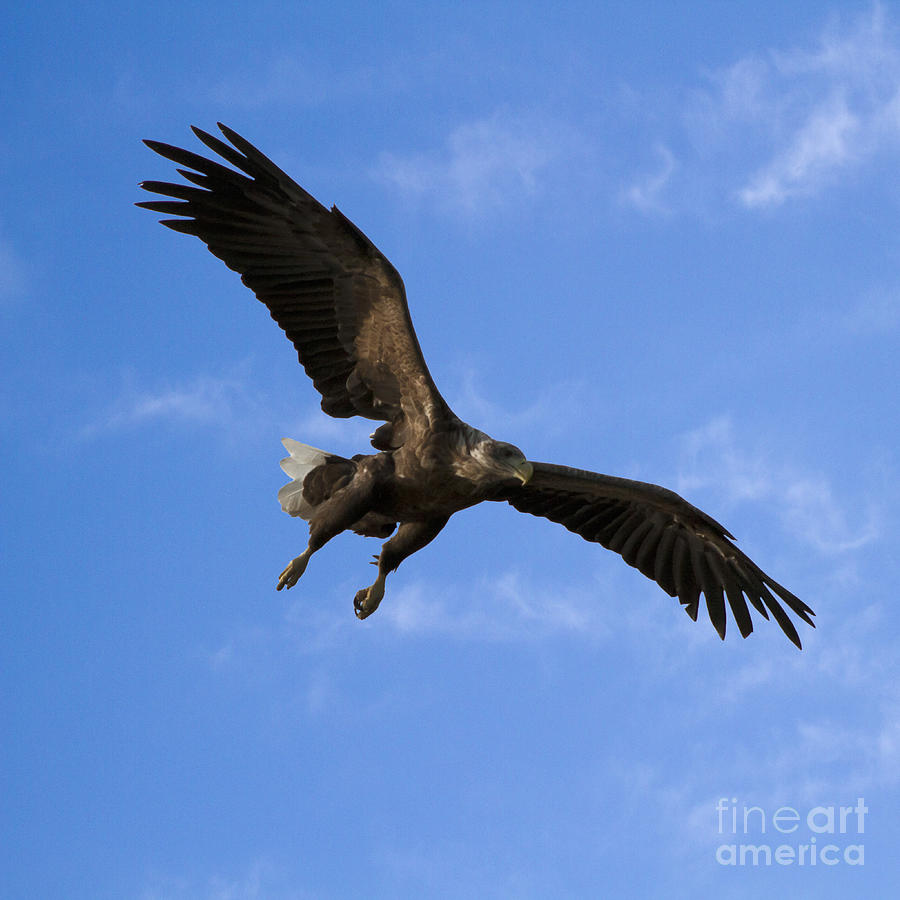 European Flying Sea Eagle Photograph by Heiko Koehrer-Wagner