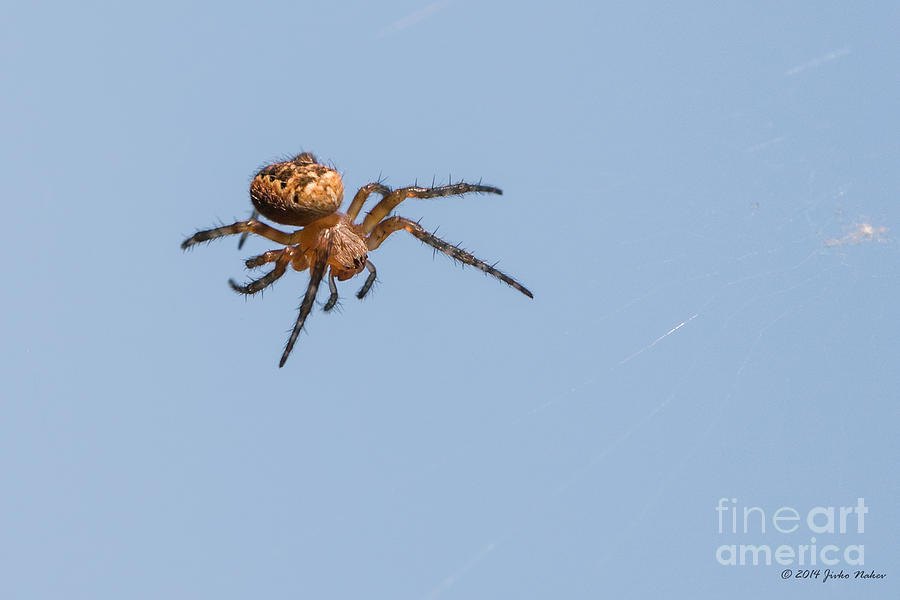 European Garden Spider Orbweaver Photograph by Jivko Nakev