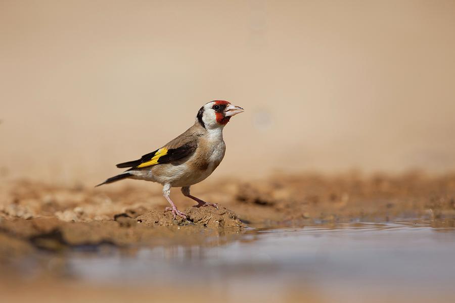 Animal Photograph - European Goldfinch (carduelis Carduelis) by Photostock-israel