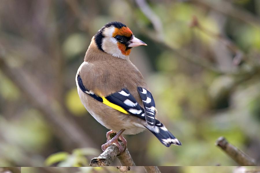 European Goldfinch (Carduelis Carduelis) Photograph By Science Photo ...