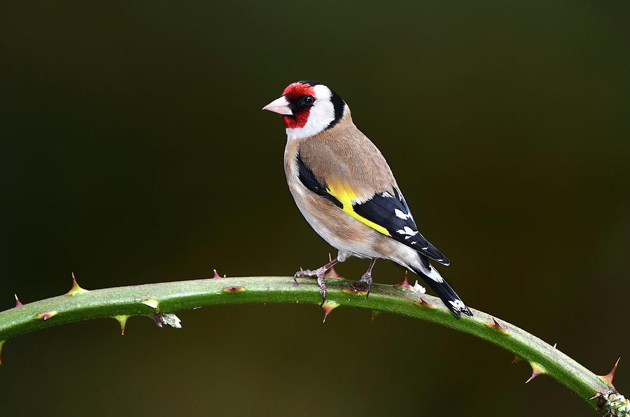 European Goldfinch Photograph by Colin Varndell
