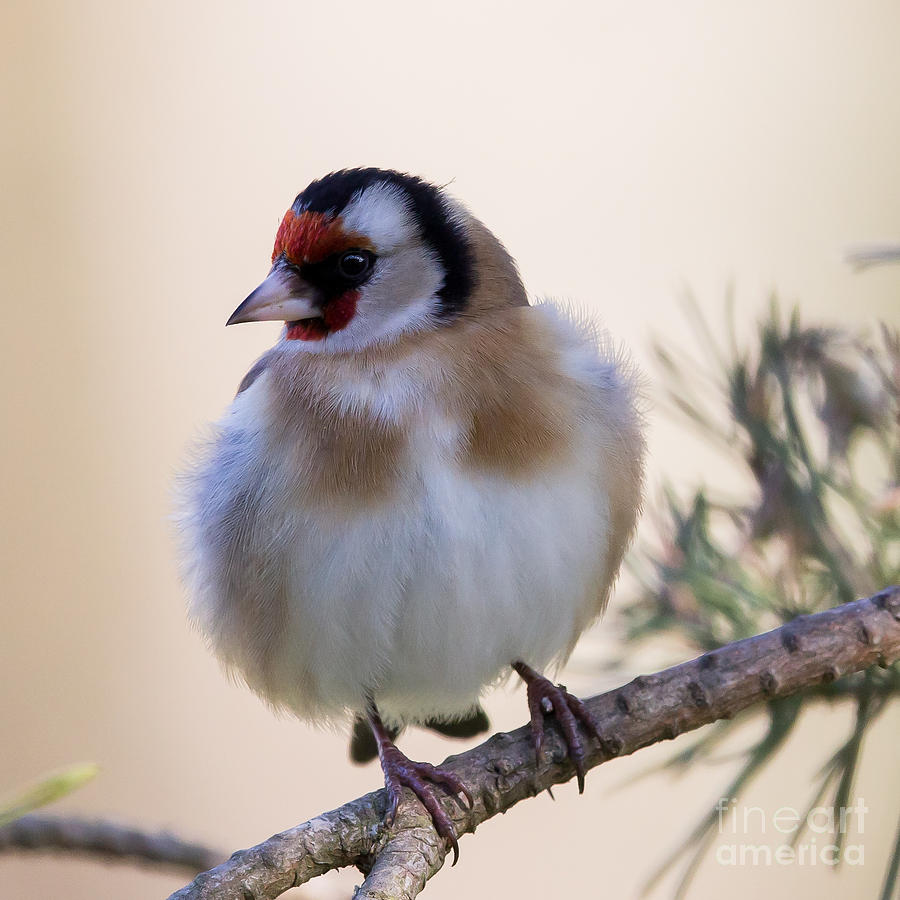 European Goldfinch  Photograph by Jean-Luc Baron