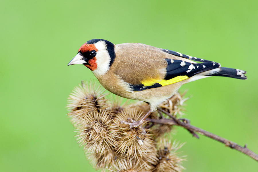 European Goldfinch Photograph by John Devries/science Photo Library