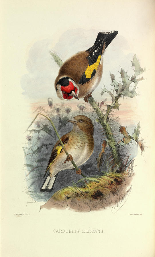European Goldfinch Photograph by Natural History Museum, London
