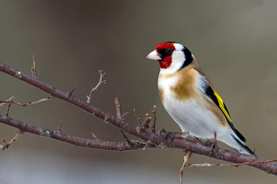 European Goldfinch  Photograph by Torbjorn Swenelius