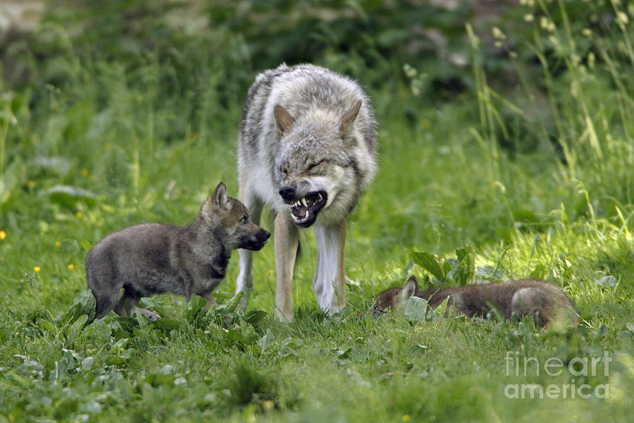 European Gray Wolves Canis Lupus Photograph By Duncan Usher Pixels