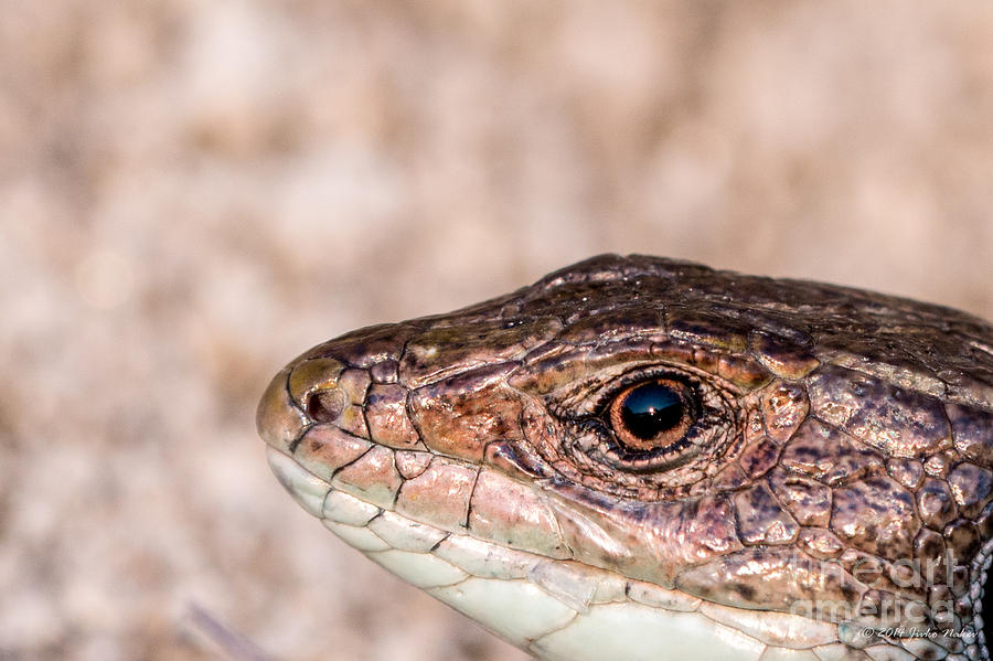 European green lizard - male Photograph by Jivko Nakev