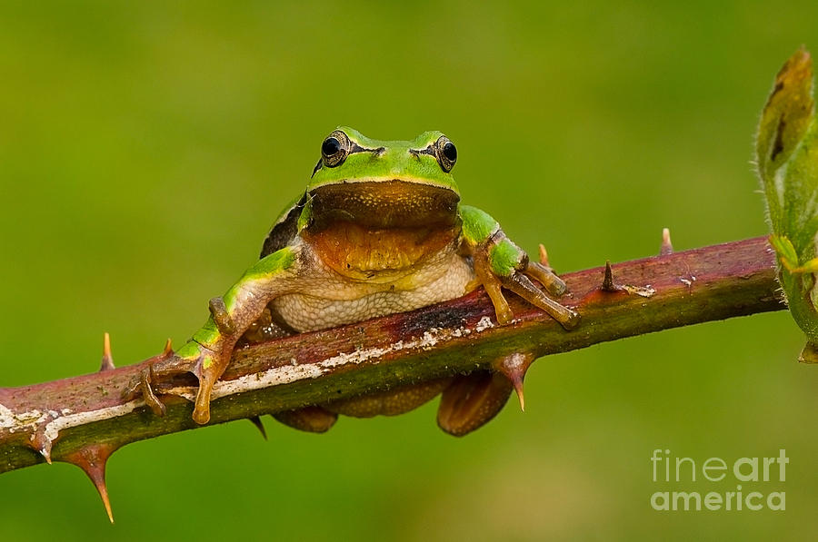 European Green Tree Frog Photograph by Steen Drozd Lund
