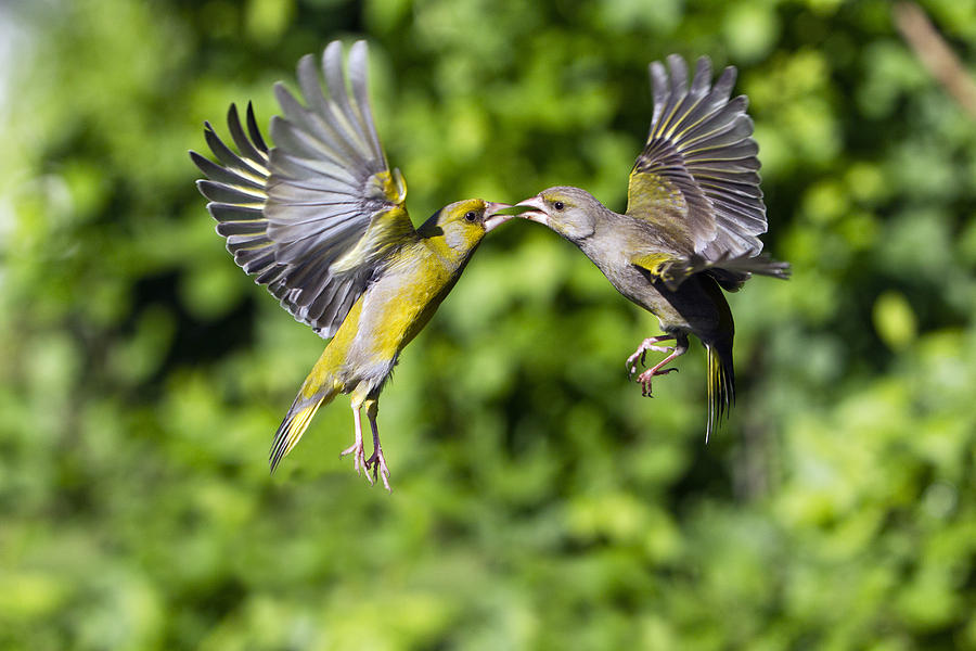 European Greenfinch Fighting  Germany Photograph by Duncan Usher