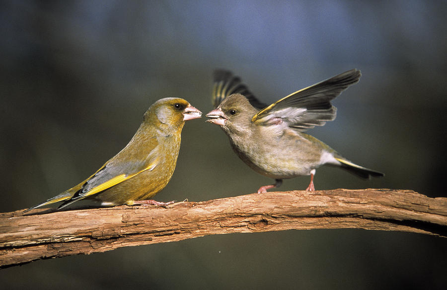 European Greenfinch Male And Female Photograph by Duncan Usher