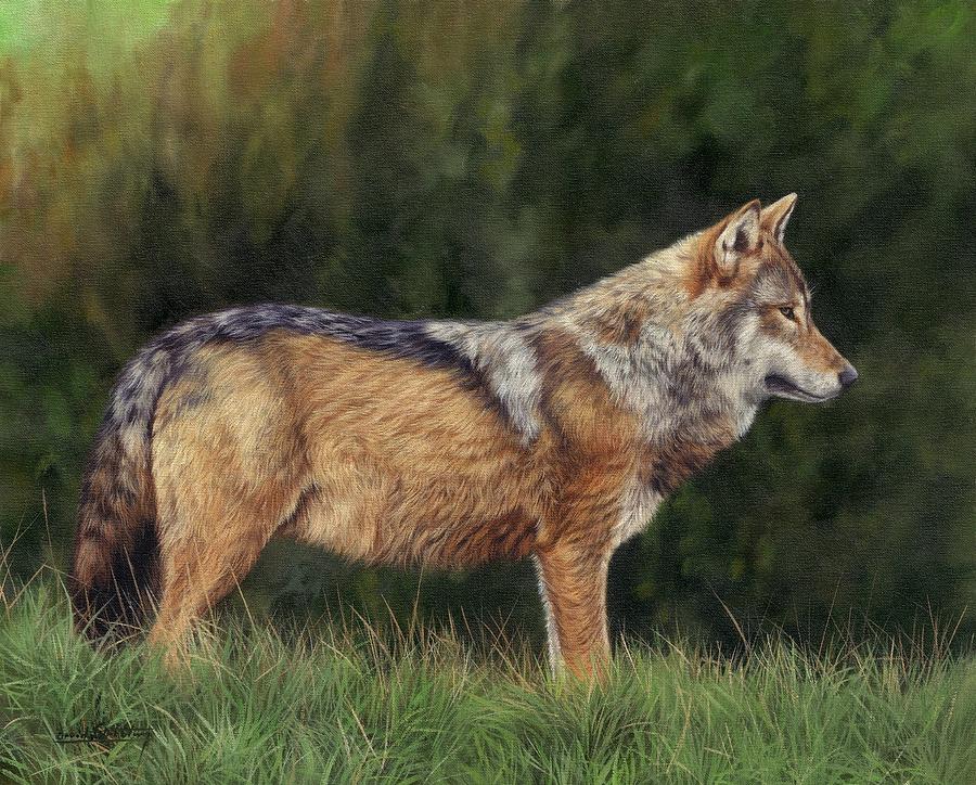 European Grey Wolf Painting by David Stribbling