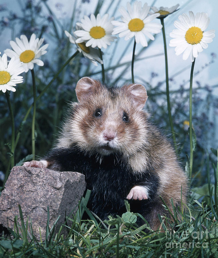 European Hamster Photograph by Hans Reinhart/Okapia