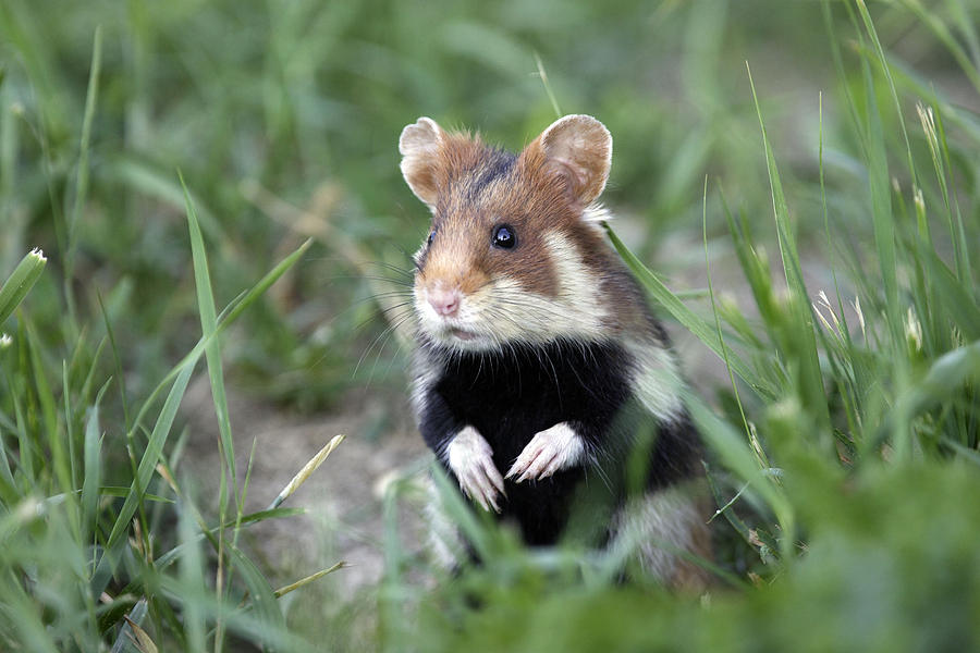 European Hamster Photograph by M. Watson - Fine Art America