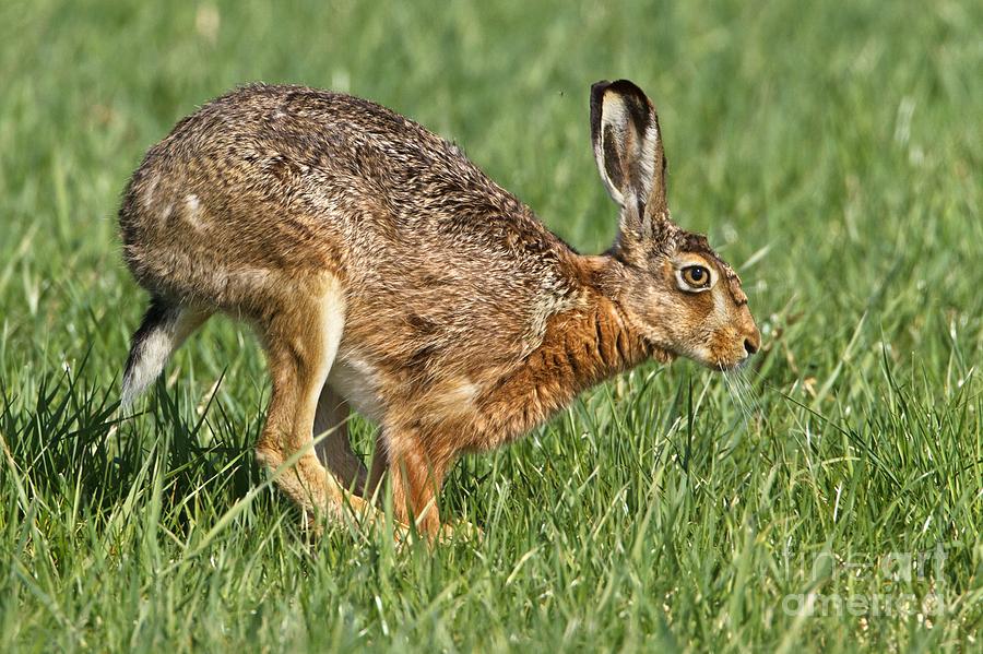 Nature Photograph - European Hare by Bildagentur-online