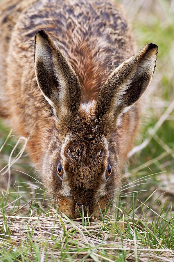 Nature Photograph - European Hare Eating Grass by John Devries/science Photo Library
