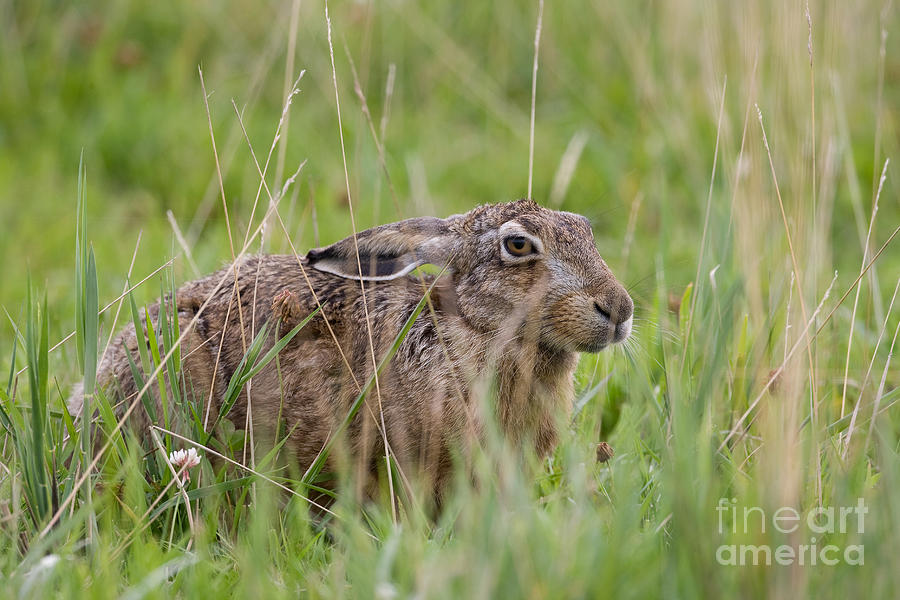European Hare Photograph by Frank Derer