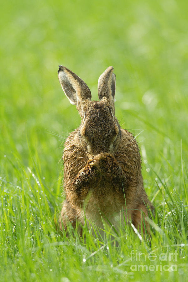 European Hare Grooming Photograph by Helmut Pieper