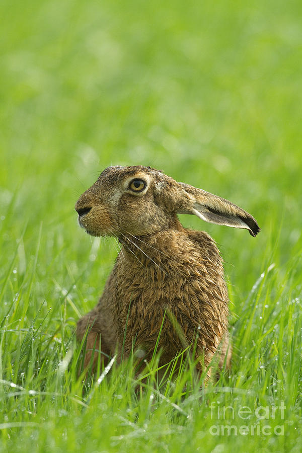 European Hare Photograph by Helmut Pieper