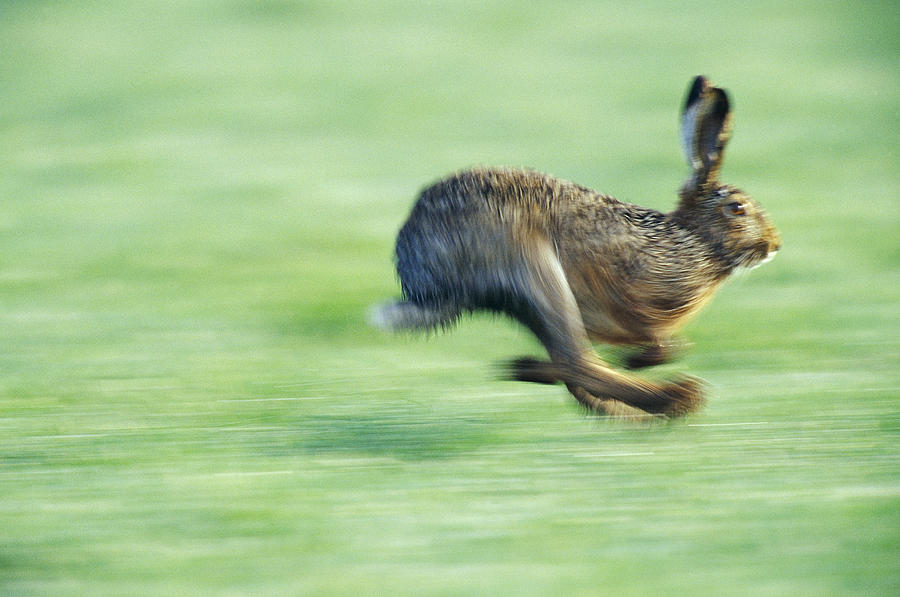 European Hare Running Austria Photograph by Konrad Wothe