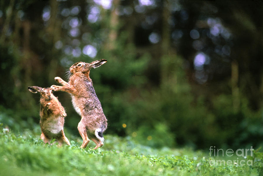 European Hare Photograph by Tierbild Okapia