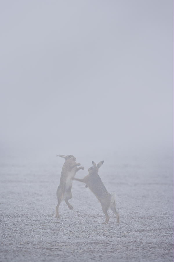European Hares Boxing Photograph by Elliott Neep