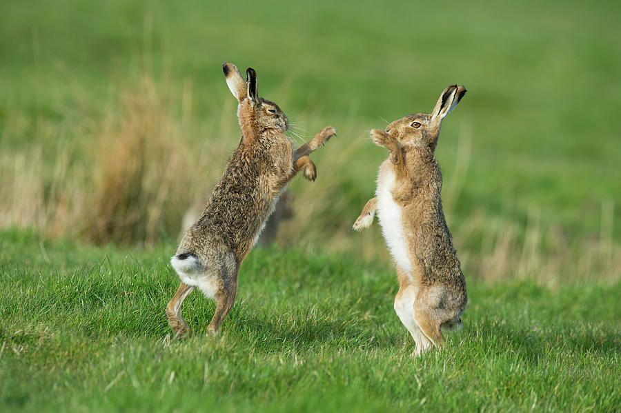 European Hares In March Photograph by Dr P. Marazzi