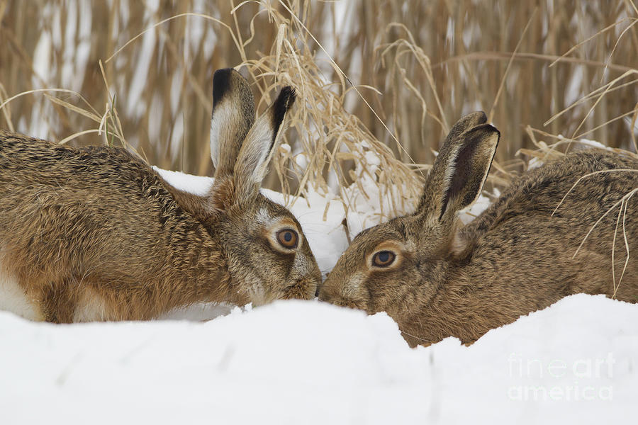 European Hares Photograph by Paul Sawer FLPA