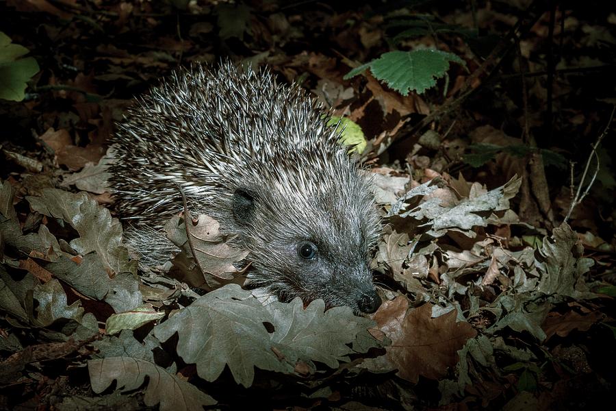 Europe Photograph - European Hedgehog At Night by Paul Williams Europe Photograph - European Hedgehog At Night by Paul Williams