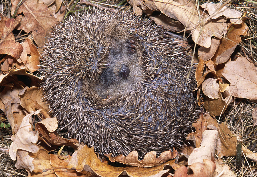 European Hedgehog by John Daniels.