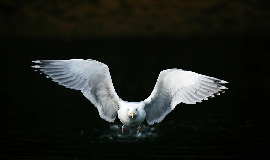 Nature Photograph - European Herring Gull by Dr P. Marazzi/science Photo Library