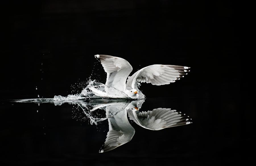 Nature Photograph - European Herring Gull Landing On Water by Dr P. Marazzi/science Photo Library