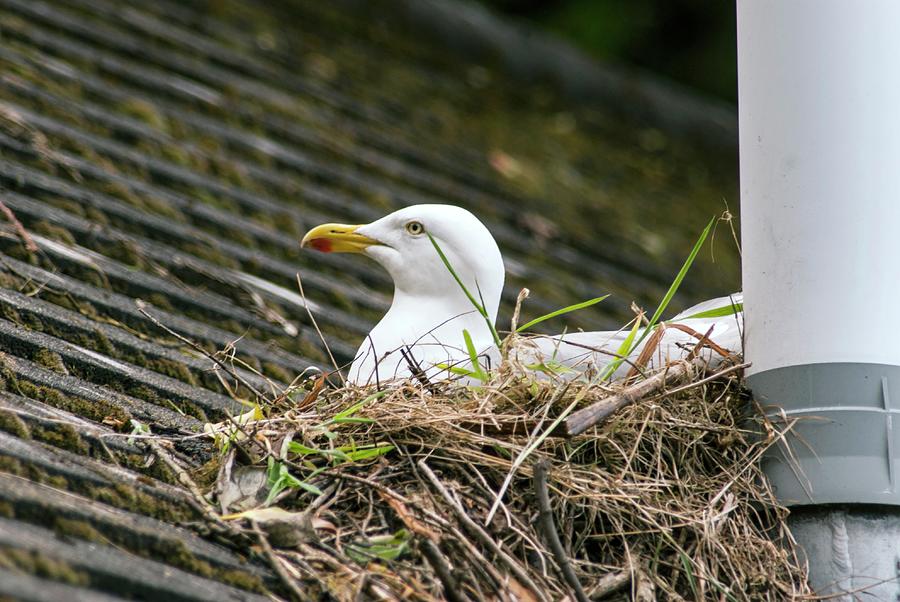 Nature Photograph - European Herring Gull Nesting by Adrian Thomas/science Photo Library
