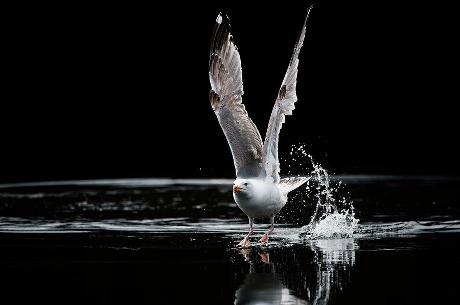 Nature Photograph - European Herring Gull Taking Off by Dr P. Marazzi/science Photo Library