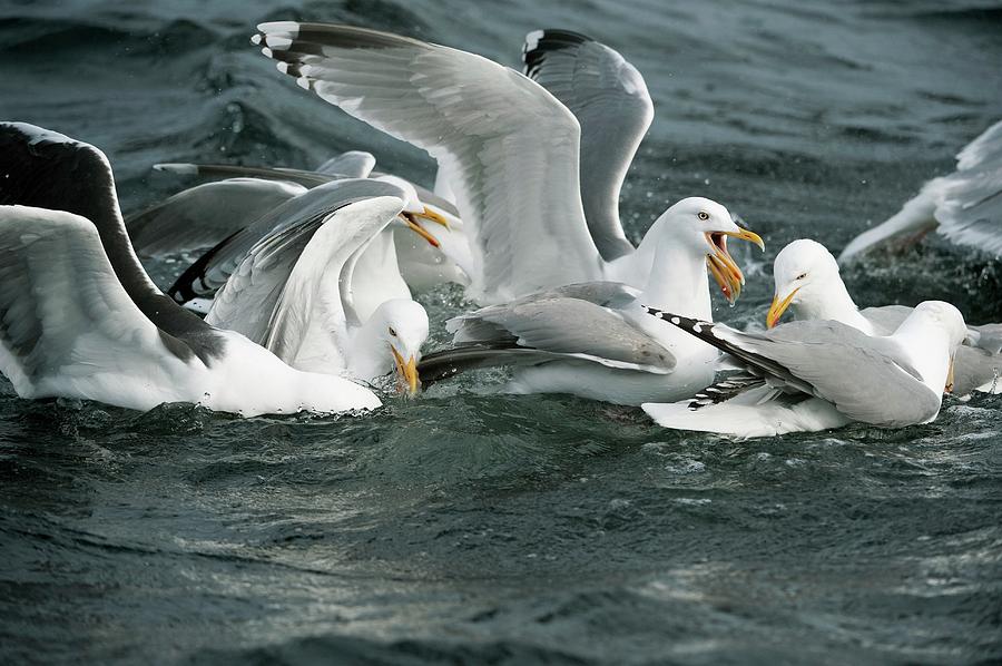 Nature Photograph - European Herring Gulls by Dr P. Marazzi/science Photo Library