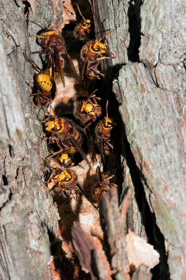 Nature Photograph - European Hornets Guarding Nest by Dr. John Brackenbury